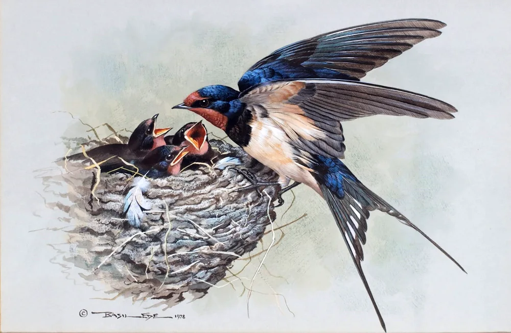 Basil Ede swallow nestWagtail birdhouseWagtail wagtail nest chicks on white background