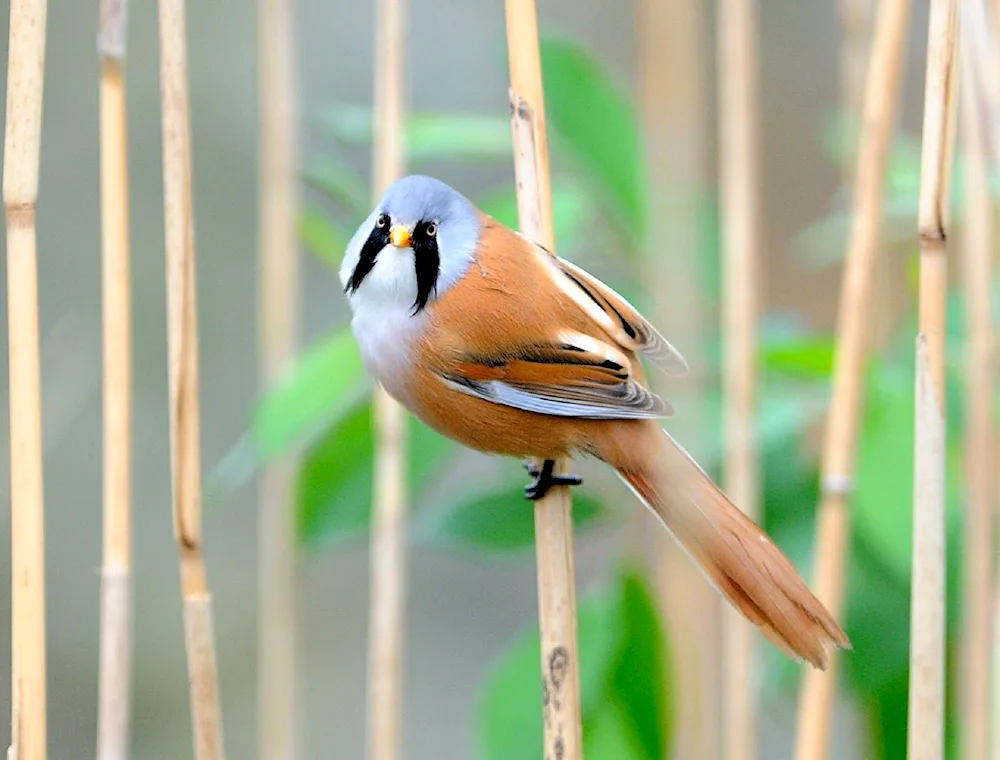 Bearded Reedling bird