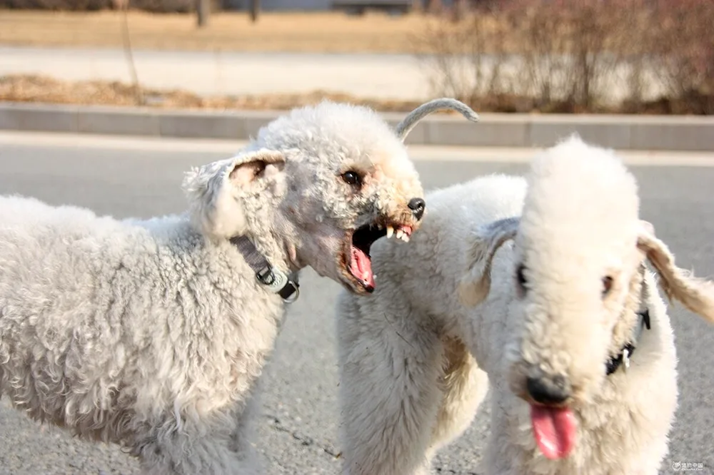 Curly Sheep