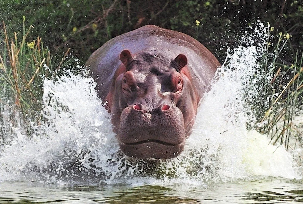 Hippopotamus hippo game