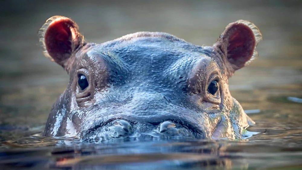 Hippopotamus range