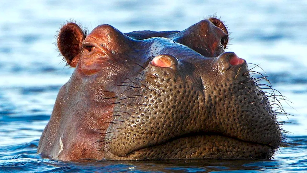 Nile Hippopotamus