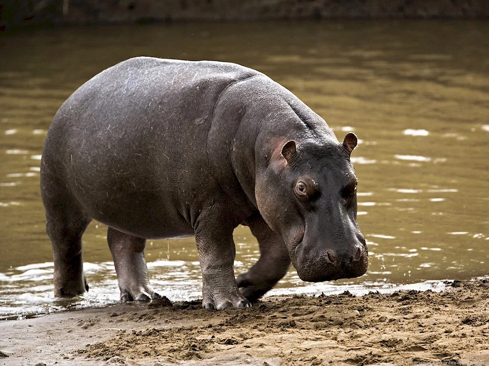 Hippopotamus and Hippopotamus