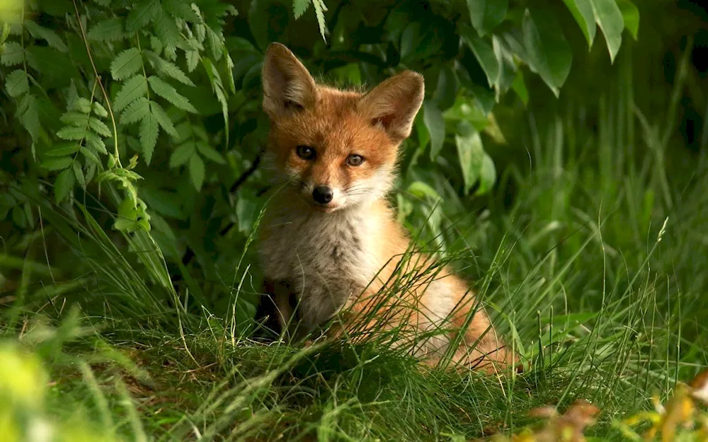 Scenery with animals