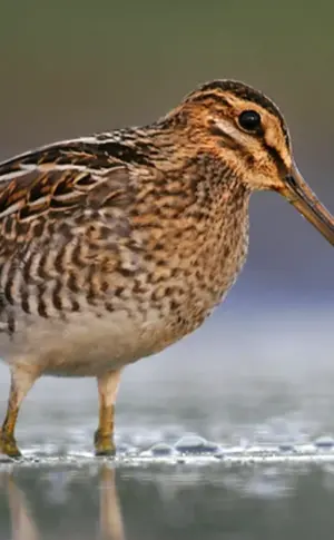 Bekas Long-billed Snipe