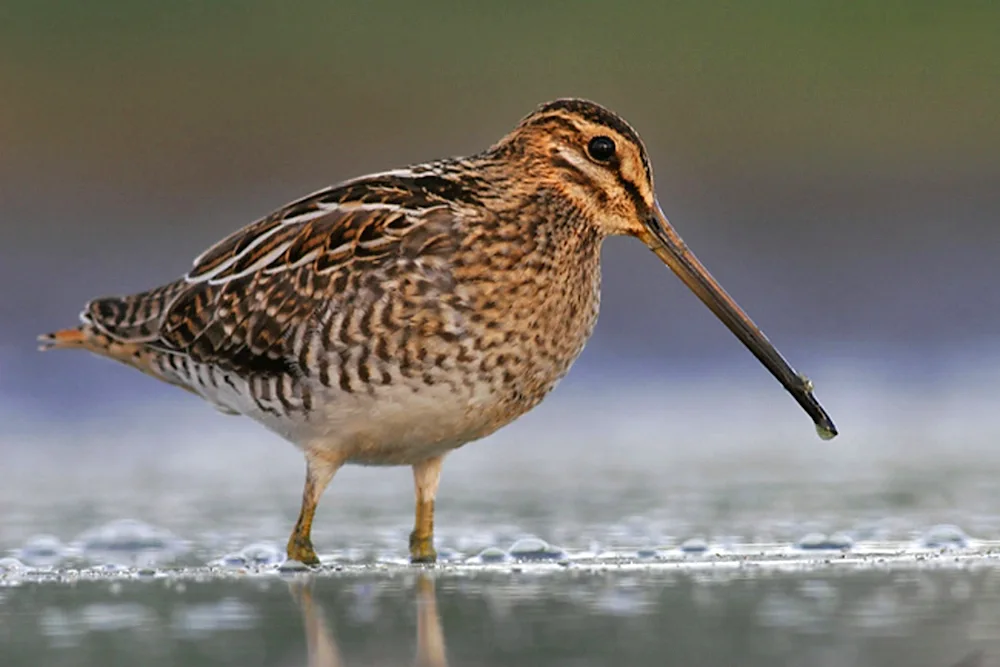 Bekas Long-billed Snipe