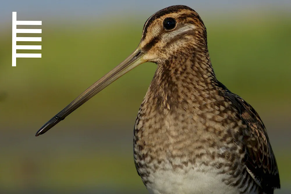 Long-nosed Pintail