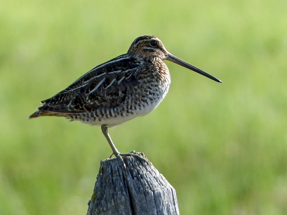 Bekas Wader bird