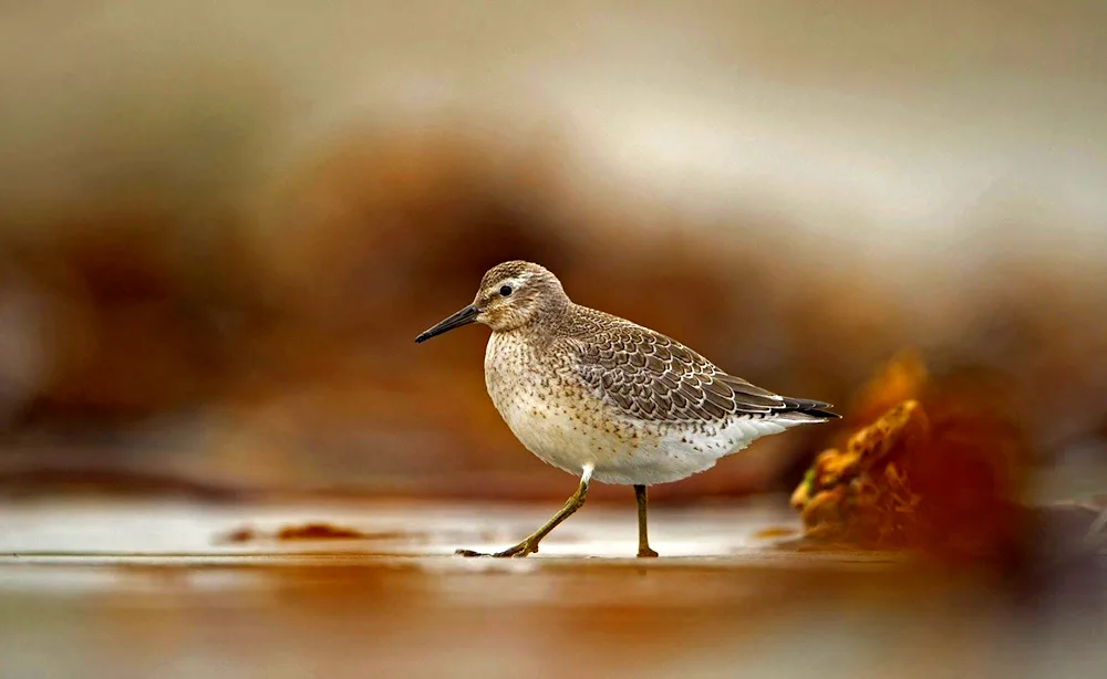 Long-beaked bird