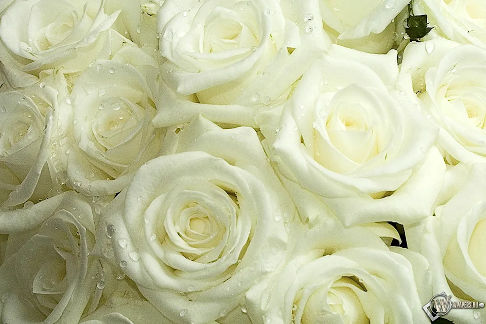 White Rose