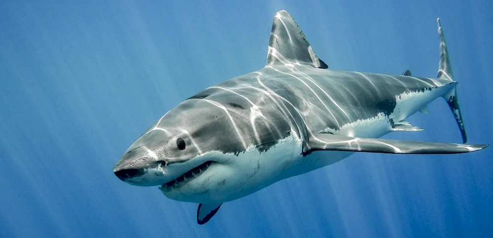 White shark carcharodon cannibal shark