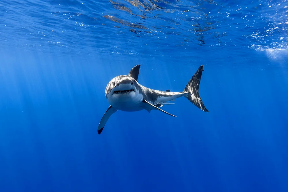 White shark carcharodon cannibal shark