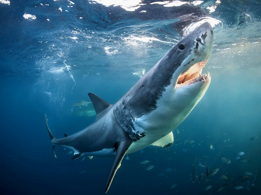 White shark carcharodon cannibal shark