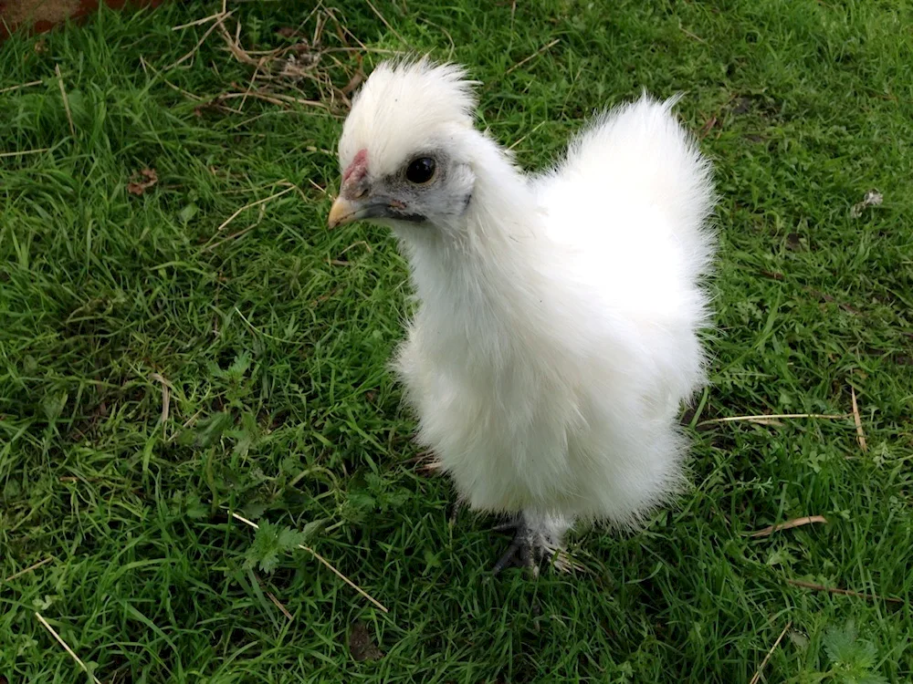 Dutch white-crested hens