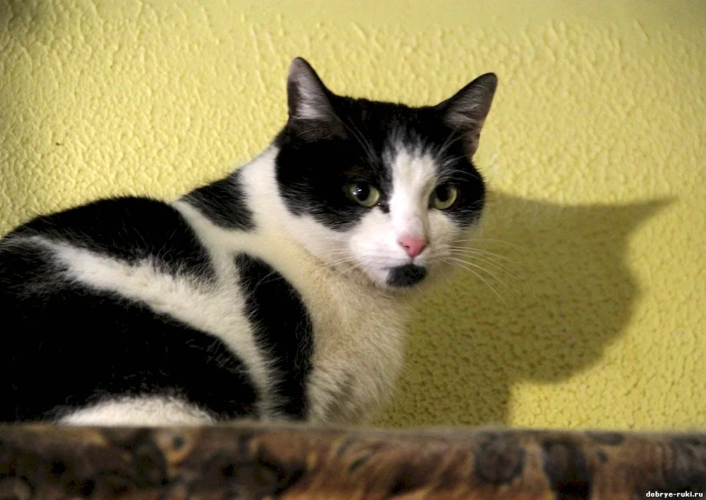 White cat with black spots