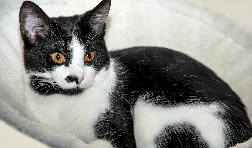 White cat with black ears