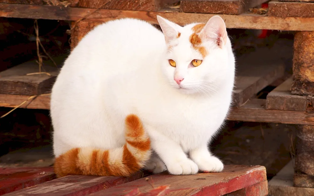 White cat with red patches spots