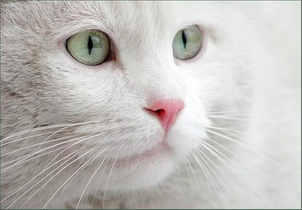 White cat with green eyes