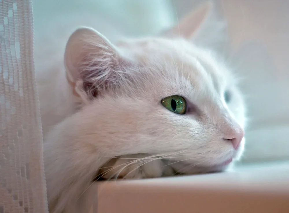 White cat with green eyes