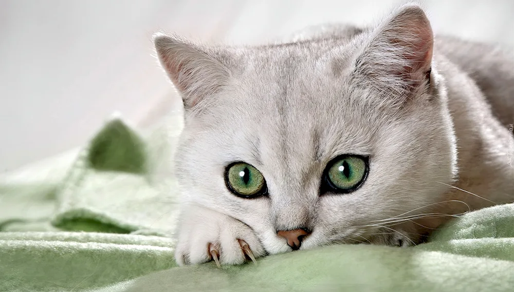 White cat with green eyes