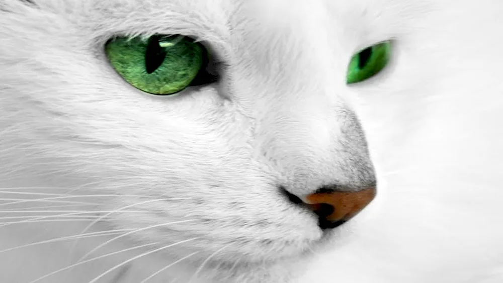 White cat with green eyes