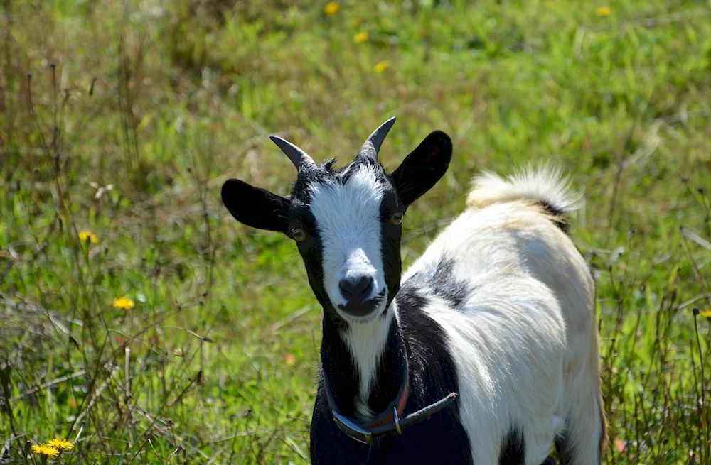 Cameroon pygmy goats