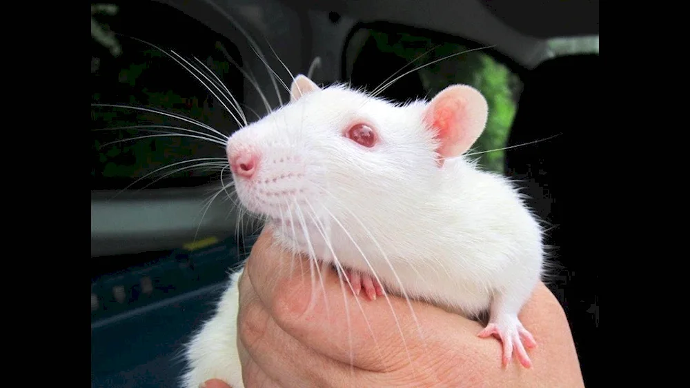 White albino rat