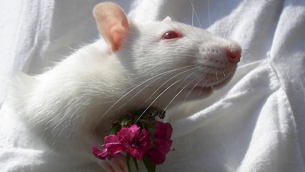 Dumbo albino rat