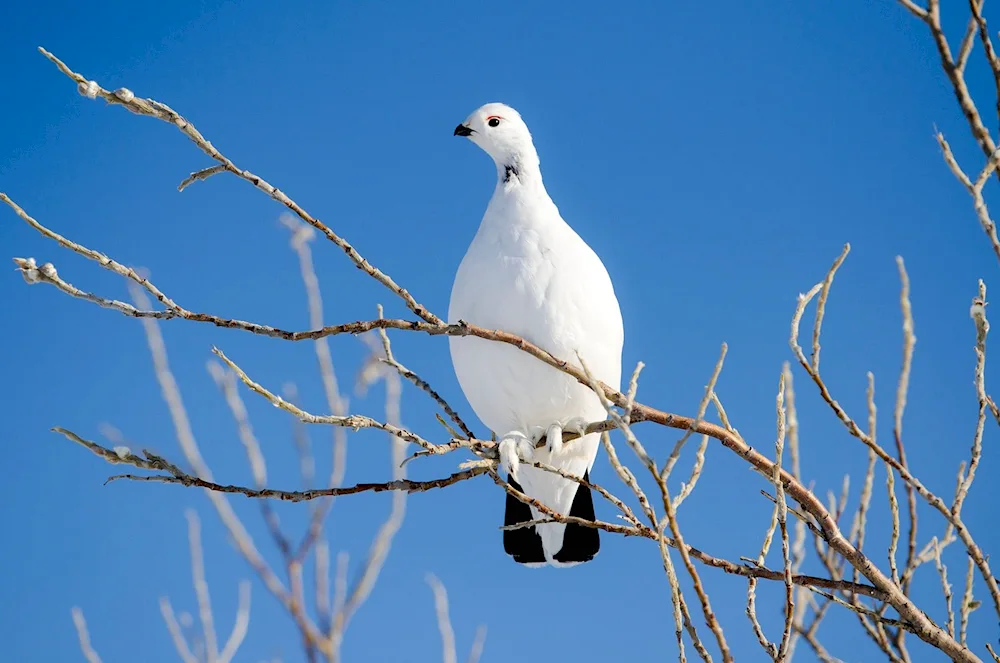 Tundra white partridge