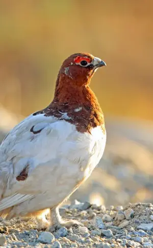 White partridge in the tundra