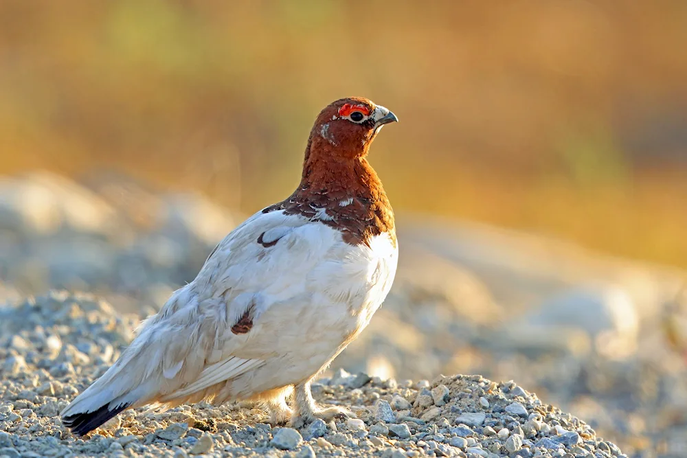 White partridge in the tundra