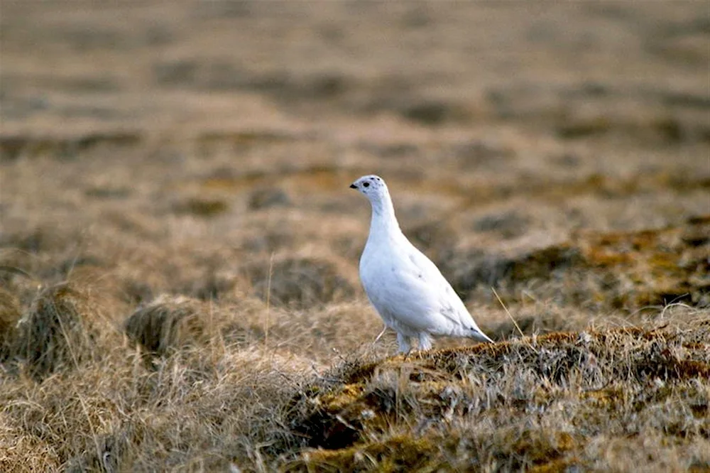 White Grouse in the tundra