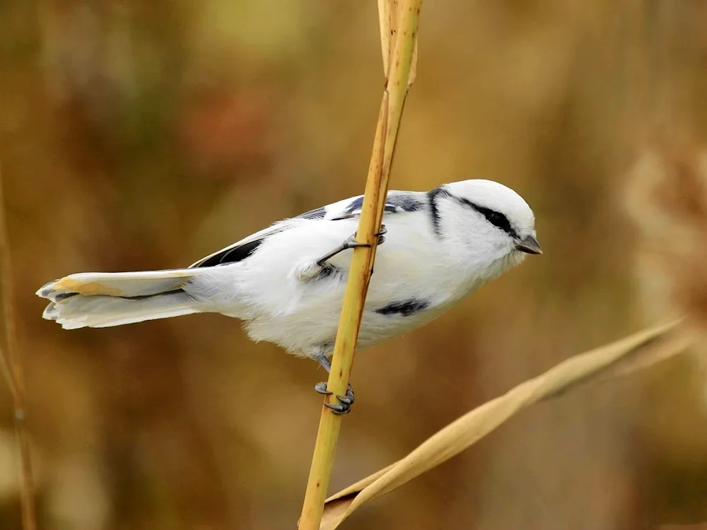 Long-tailed tit