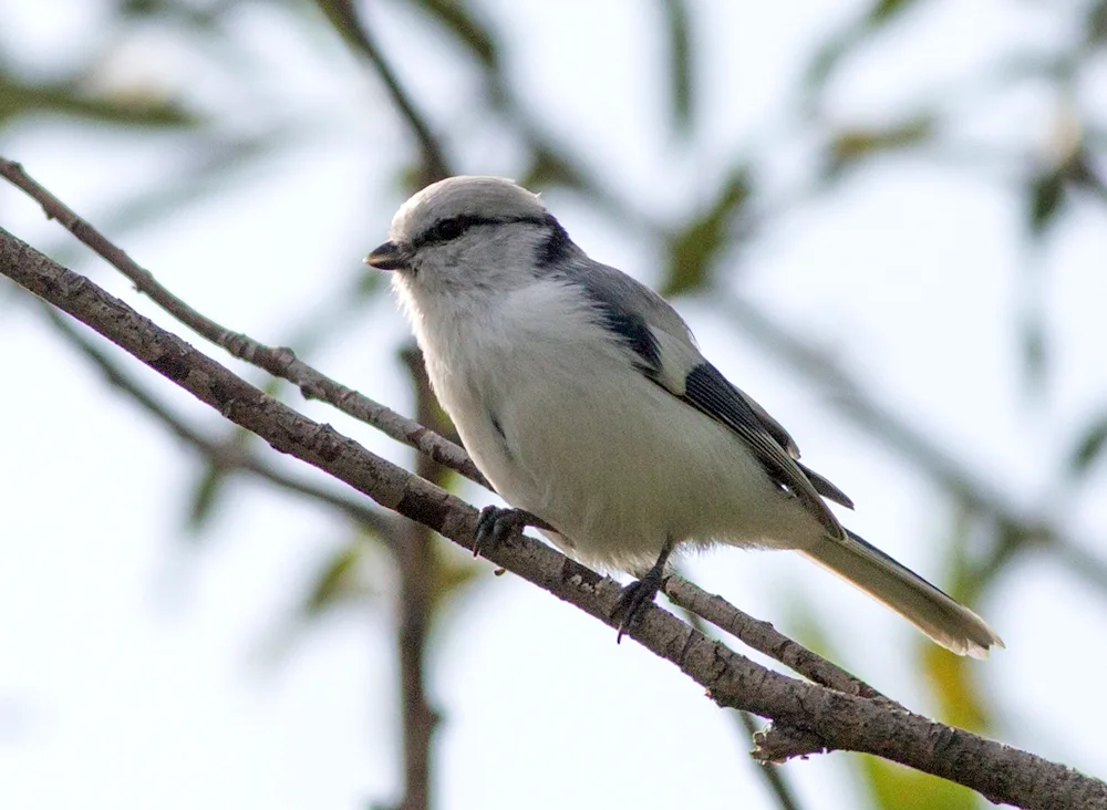 Small grey bird of Altai