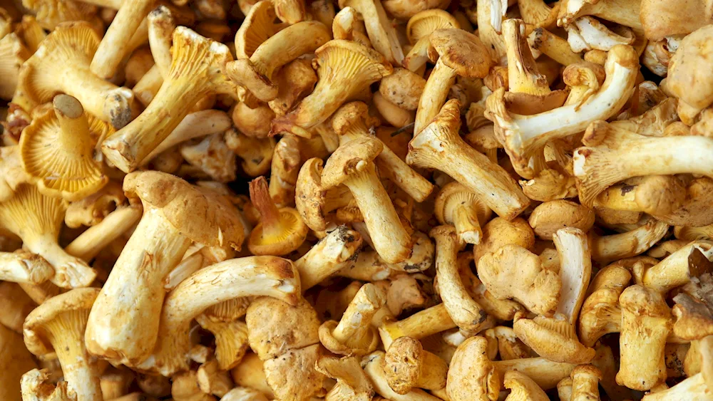 Mushrooms Uzbekistan edible