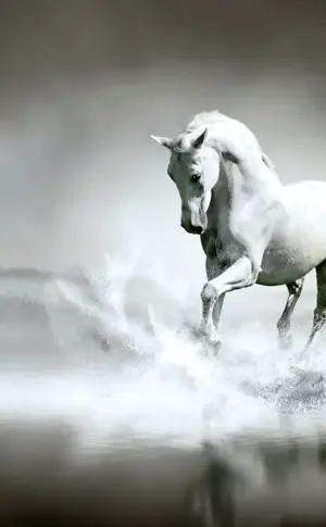 White horse