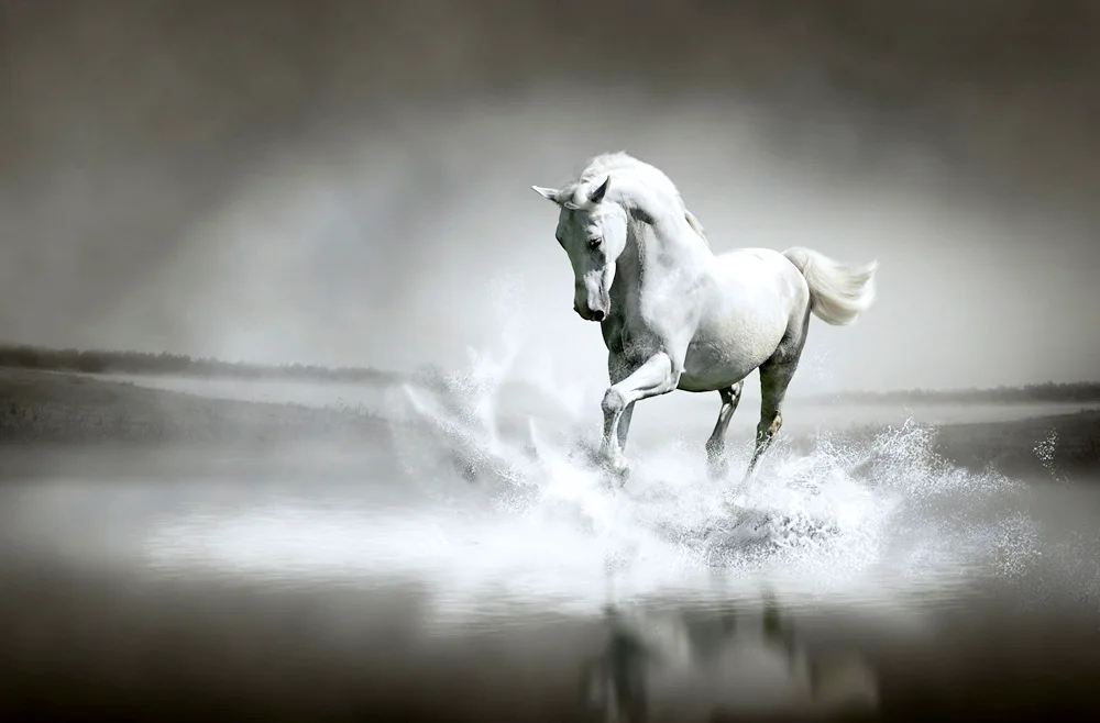 White horse