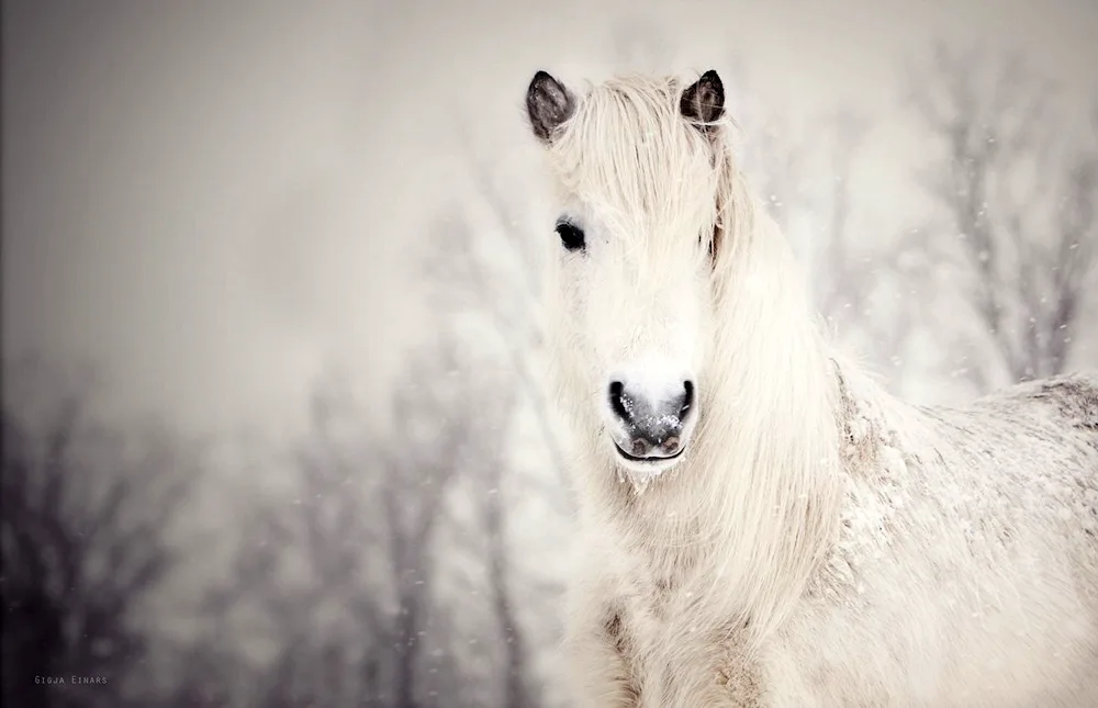 White horse