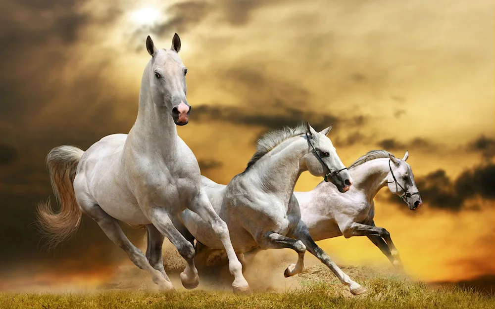 Horse racing Arabian Mustang