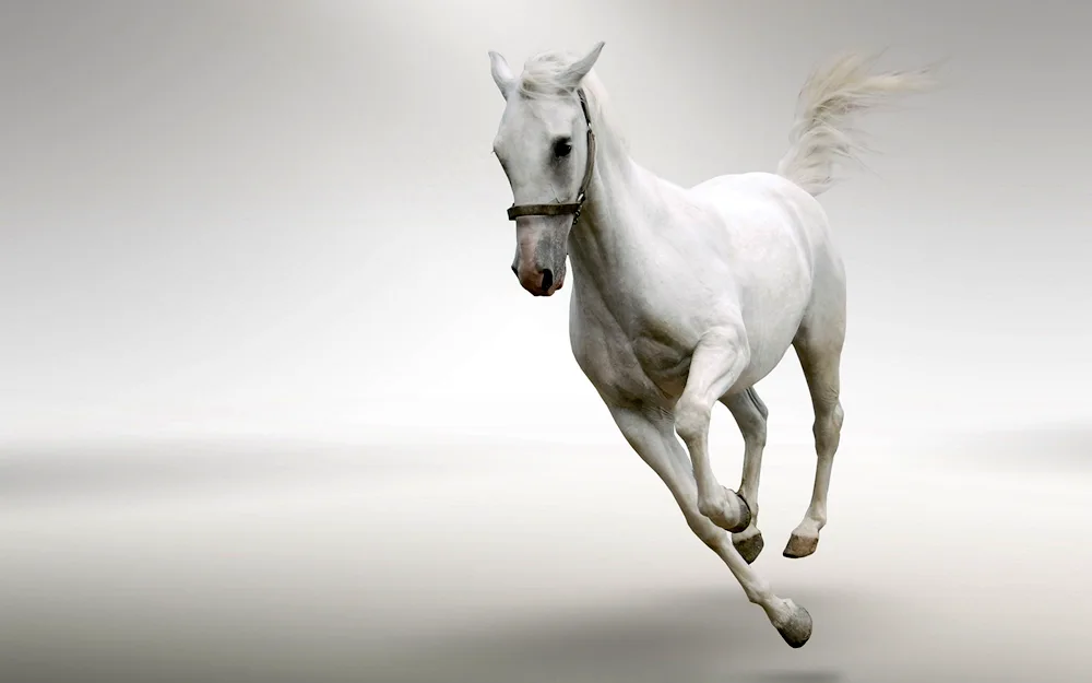 White horse