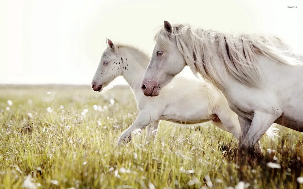 White horse Horse