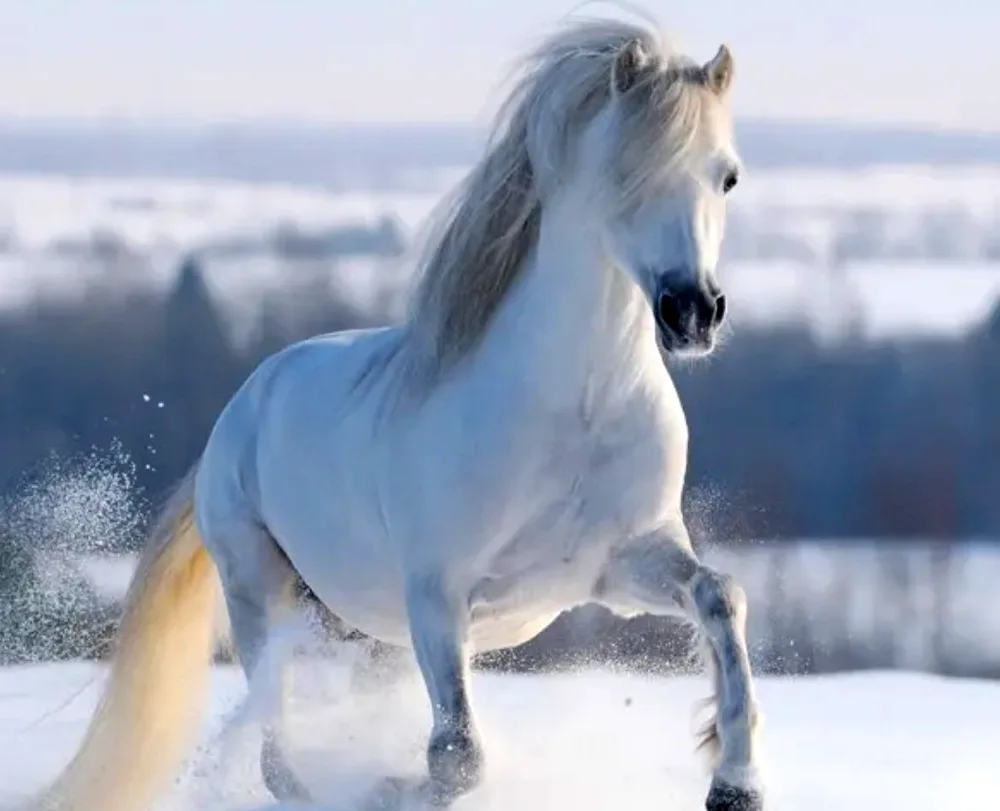 White horse