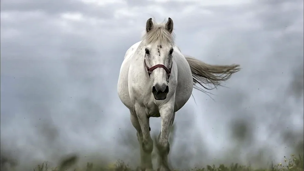 White horse