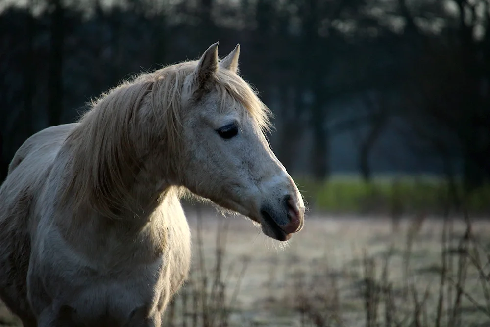 White horse