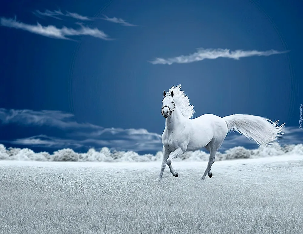 White horse