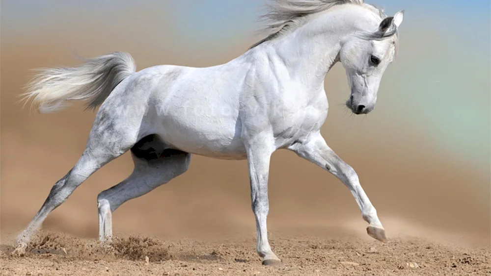 White horse