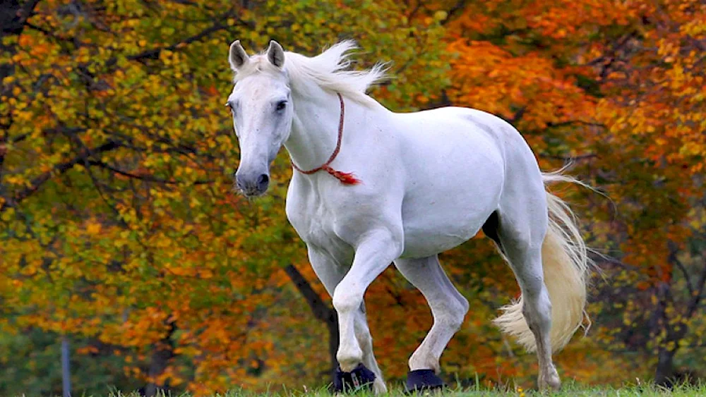 White horse