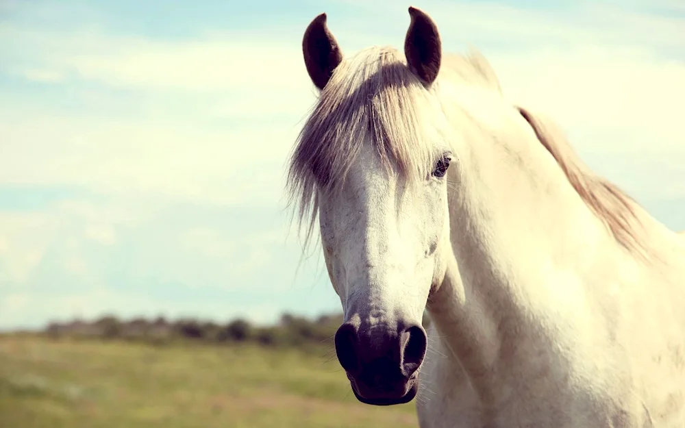 White horse