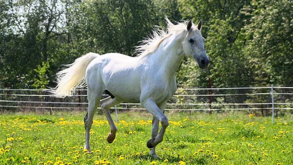 White horse TOMPSONOV