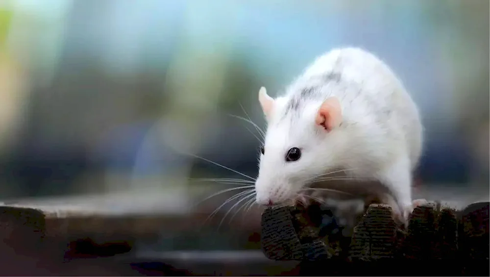 White mouse